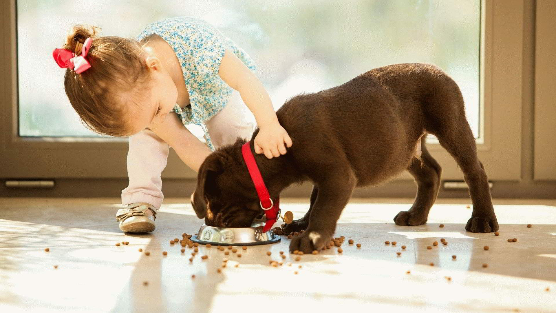 Penarafan makanan terbaik untuk anjing baka kecil dari segi komposisi dan kualiti