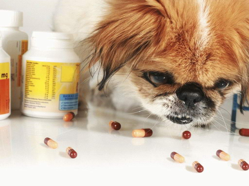 Kedudukan vitamin terbaik untuk anjing dari pelbagai baka pada tahun 2024