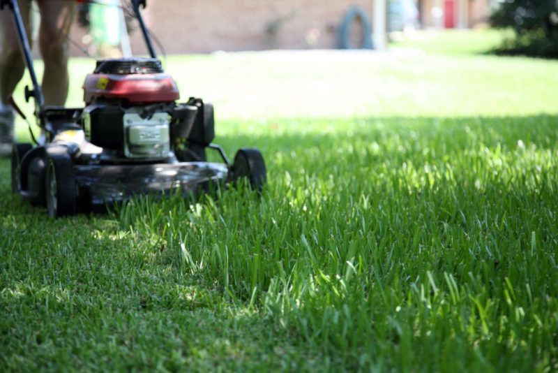 Kedudukan mesin pemotong rumput elektrik dan petrol terbaik pada tahun 2019