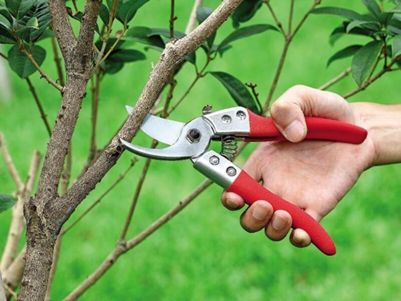 Gunting pemangkasan taman terbaik untuk pemangkasan pokok renek pada tahun 2024