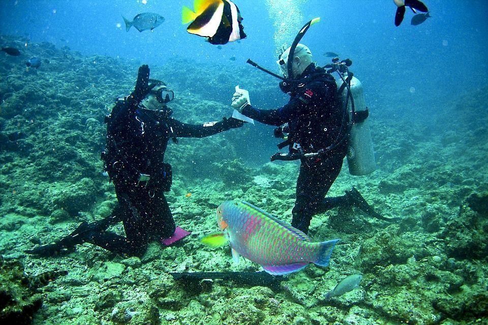 Kedudukan sirip terbaik untuk menyelam dan snorkeling pada tahun 2024