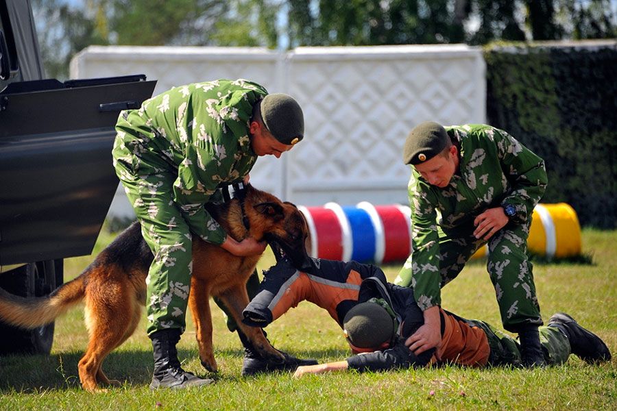 Kedudukan kolar anjing elektronik terbaik pada tahun 2024