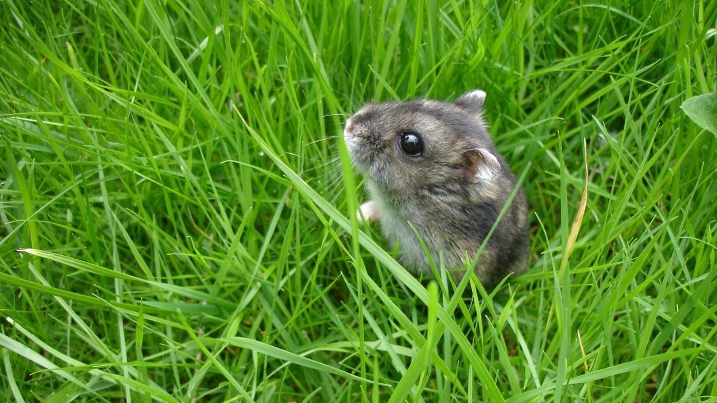 Kedudukan makanan terbaik untuk hamster pada tahun 2024