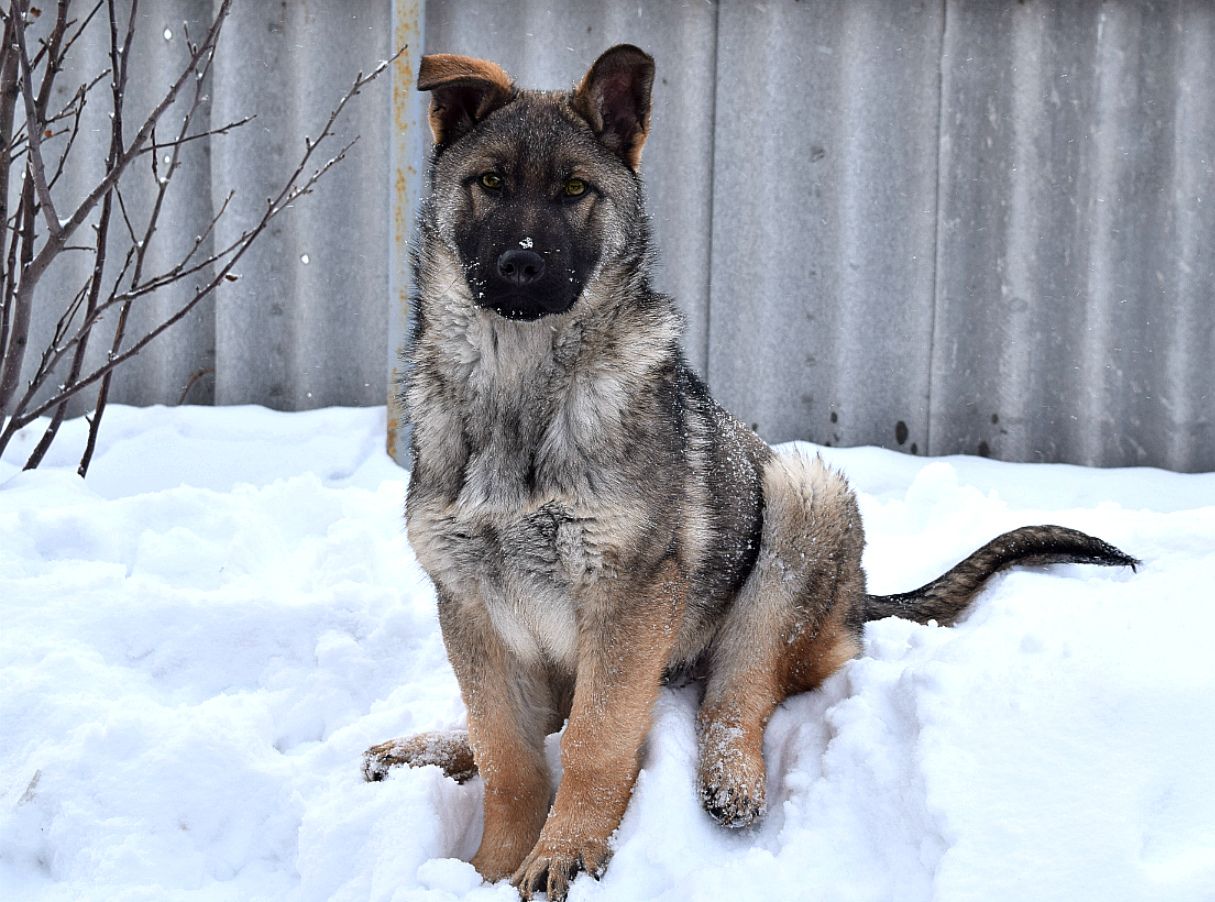 Penarafan kandang anjing terbaik di Yekaterinburg untuk tahun 2024