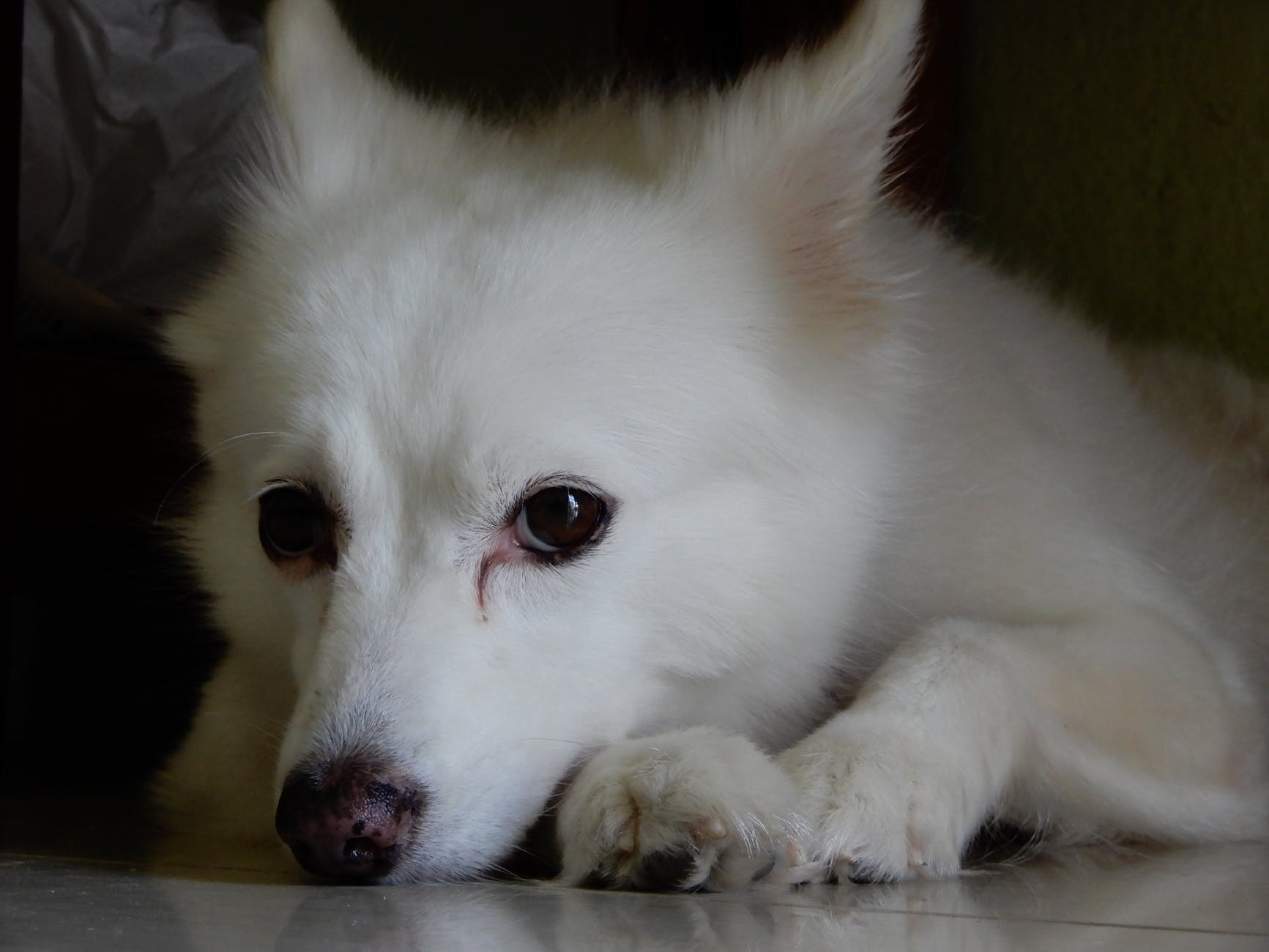 Penilaian ubat terbaik untuk cacing pada anjing untuk tahun 2024