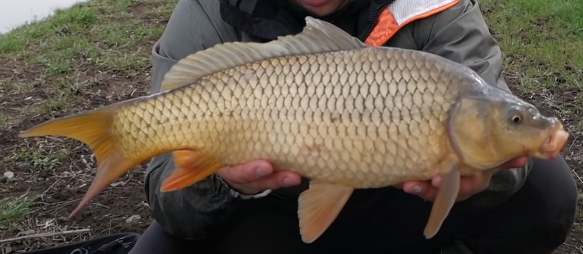 Penarafan batang ikan mas terbaik untuk tahun 2024